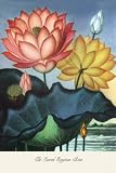 Art Poster, The Sacred Egyptian Bean - 20x30