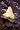The Himalayan Garden: Growing Plants from the Roof of the World