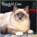   - Cats Ragdoll Wall 2008