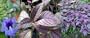 Persian Shield Plant - Strobilanthes -Iridescent purple