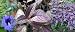 Persian Shield Plant - Strobilanthes -Iridescent purple