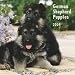 German Shepherd Puppies 2009 Square Wall Calendar (Multilingual Edition)