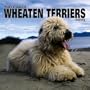 Soft Coated Wheaten Terriers 2005 Wall Calendar