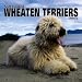 Soft Coated Wheaten Terriers 2005 Wall Calendar