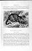 NATURAL HISTORY 1893-94 CHINESE PALM CIVET WILD ANIMAL