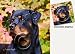 Rottweiler Dog Drink Coasters