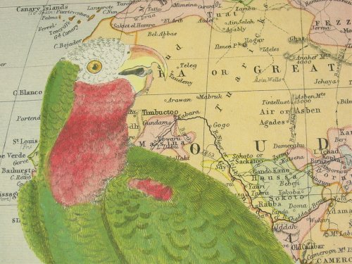 Parrot on Map of Africa Cavallini Gift Wrap Decoupage paper,vintage poster print