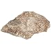 American Educational Crystalline Breccia Sedimentary Rock, 1Kg