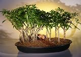 Bonsai Boy's Hawaiian Umbrella Bonsai Tree <br> Banyan Style - Forest Group<br>(<i>arboricola schefflera</i>)