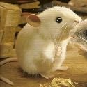 K&ouml;sener 5561 - Maus Pieps wei&szlig; 10 cm K&ouml;sen