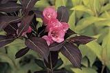 Amazon / Hirts: Weigela: Fine Wine Weigela - Perennial Shrub - Pink Blooms - Proven Winners