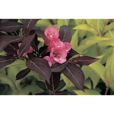 Pink Weigela Perennial Flowers-2 pink weigela perennial flowers-2