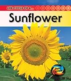 Life cycle of a ... sunflower