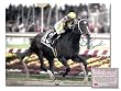 Calvin Borel Rachel Alexandra Horse Racing Hand Signed 11x14 Photograph 2009 Preakness Stakes Color