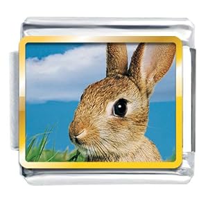 Animal Photo Alert Bunny Rabbit Italian Charms Bracelet Link