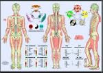 Les m�ridiens et les cinq �l�ments :...