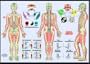 Les m�ridiens et les cinq �l�ments : Poster 42x60