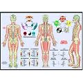 Les m�ridiens et les cinq �l�ments : Poster 42x60