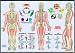 Meridians & the Five Elements