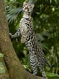 Ocelot (Felis / Leopardus Pardalis) Amazon Rainforest, Ecuador Photographic Poster Print by Pete Oxford, 12x16