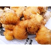 【送料無料】高知県産　黄金生姜　4kg