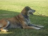 513bptAErVL. SL160 If You Love Your Dog