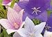 Party Popper Balloon Flower 50 Seeds - Perennial