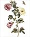 Photographic Prints of OKRA. Also known as Ladys Fingers (Abelmoschus esculentus). Line engraving from Granger Art on Demand