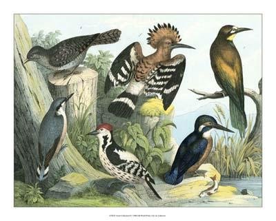 Avian Collection II by Unknown. CANVAS WITH BRUSHSTROKES with 3/4 inch bars. 18.00 inches width by 14.01 inches height. Highest Quality Art Poster Print
