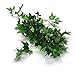 Leegoal(TM) Silk Artificial Ivy Garland Wedding Decoration (Green, 2 M)