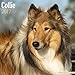Collie Calendar 2017 - Dog Breed Calendars - 2016 - 2017 wall calendars - 16 Month by Avonside