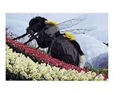 GIANT BEE WITH DAFFODILS AND TULIPS Botanical Photographic Poster Print by John Swithinbank, 20x16