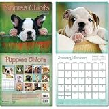 Puppies (French/English) 16-Month Wall Calendar 2011 - 12x12