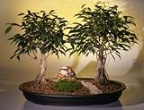 Ficus Bonsai Tree - Double<br><i>(ficus exotica)</i> Ficus Bonsai Tree - Double<br><i>(ficus exotica)</i>