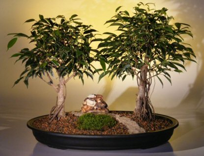 Ficus Bonsai Tree - Double<br><i>(ficus exotica)</i>