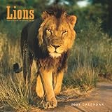 Lions 2009 Square Wall Calendar