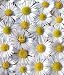 Wallmonkeys Peel and Stick Wall Decals - Daisies - Removable Graphic