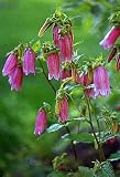 &acute; Champion Pink &acute; Canterbury Bells - 25 Plants - Campanula - B001MY1AVQ