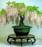 Blue Chinese Wisteria Vine - Outside Vine or Bonsai