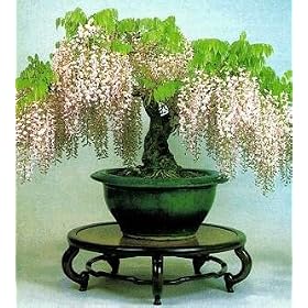 Blue Chinese Wisteria Vine - Outside Vine or Bonsai