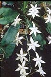 Aerangis biloba