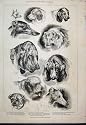 1888 Kennel Club Dog Show Spaniel Collie Bulldog Print