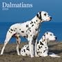 Dalmatians 2009 Square Wall Calendar (Multilingual Edition)