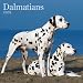 Dalmatians 2009 Square Wall Calendar (Multilingual Edition)