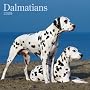 Dalmatians 2009 Square Wall Calendar (Multilingual Edition)