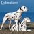 Dalmatians 2009 Square Wall Calendar (Multilingual Edition)