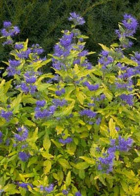 Lil' Miss Sunshine TM - Bluebeard - Caryopteris - Proven Winners -4 Lil' Miss Sunshine TM - Bluebeard - Caryopteris - Proven Winners -4