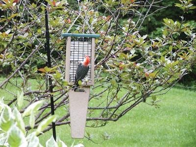 Birds Choice Recycled Doubled Hanging Cable