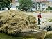 Boat with Hay, Danube Delta, Romania Photographic Poster Print by Russell Young, 24x18