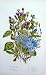 C1870 Anne Pratt Plant Nipple Saw Wort Succory Burdock